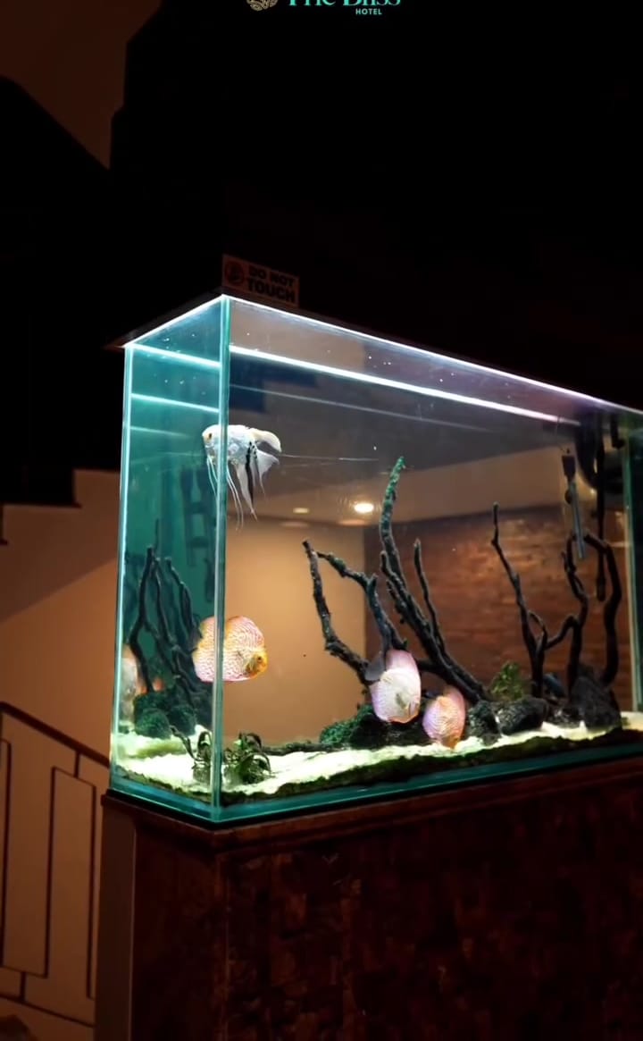 The aquarium in the lounge