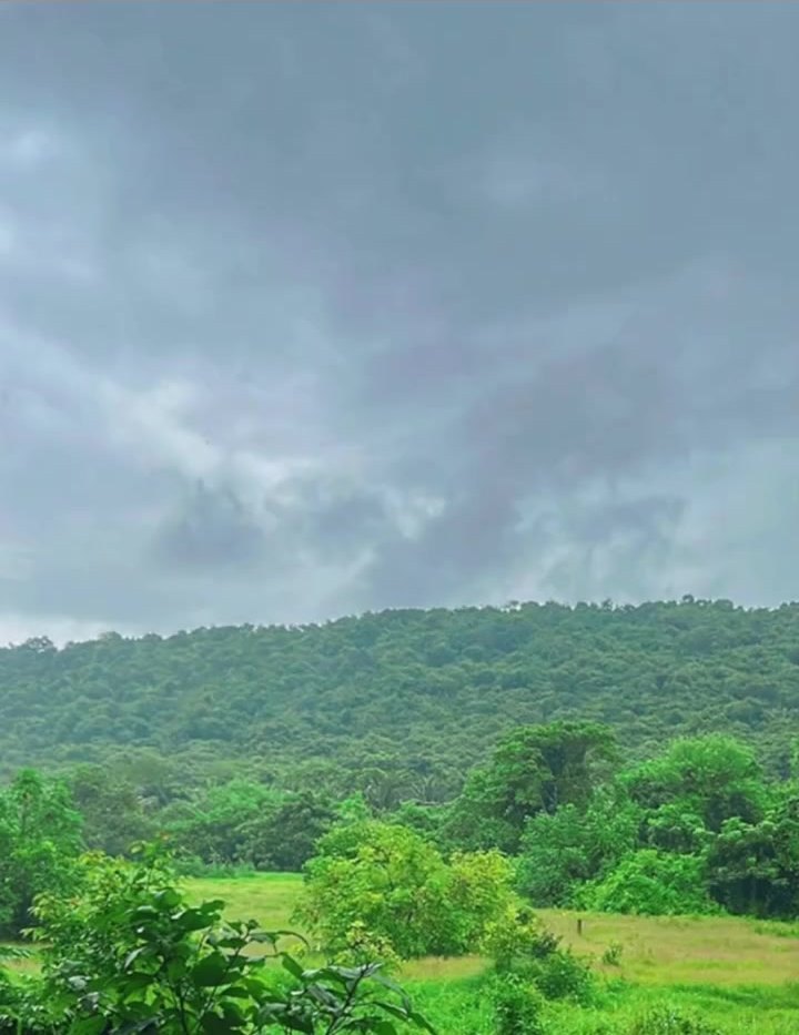 Green hills and forest around Arpora under monsoon clouds