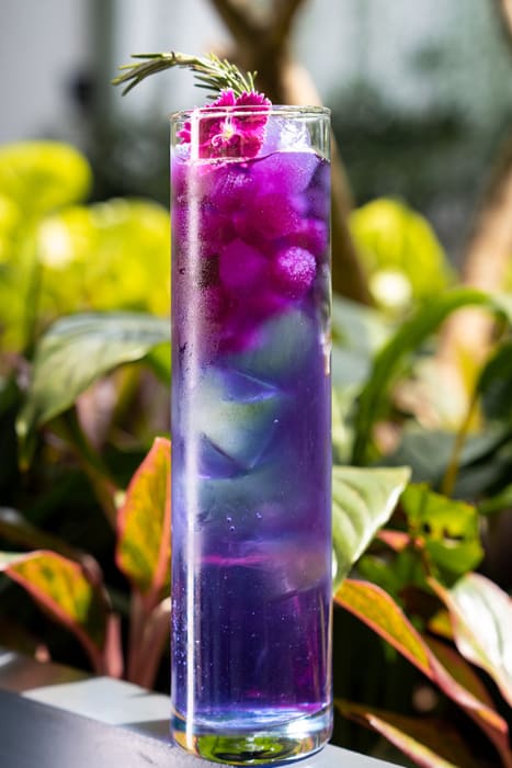 A violet cocktail garnished with rosemary
